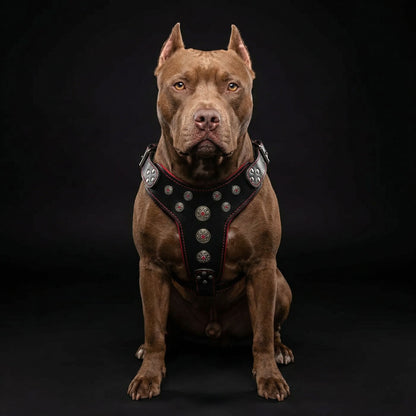 ''Bijou'' harness Black & Red for big dogs